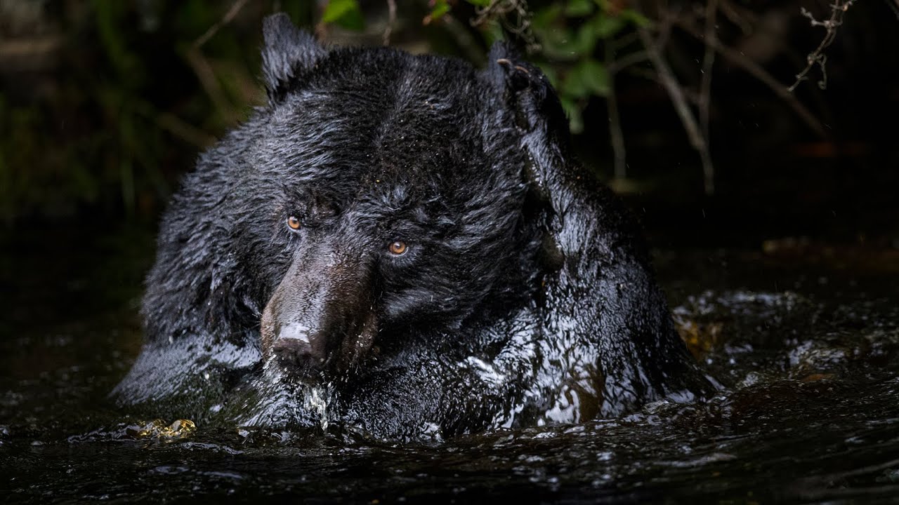 Black Bear Taking a Bath | 4K at 120FPS