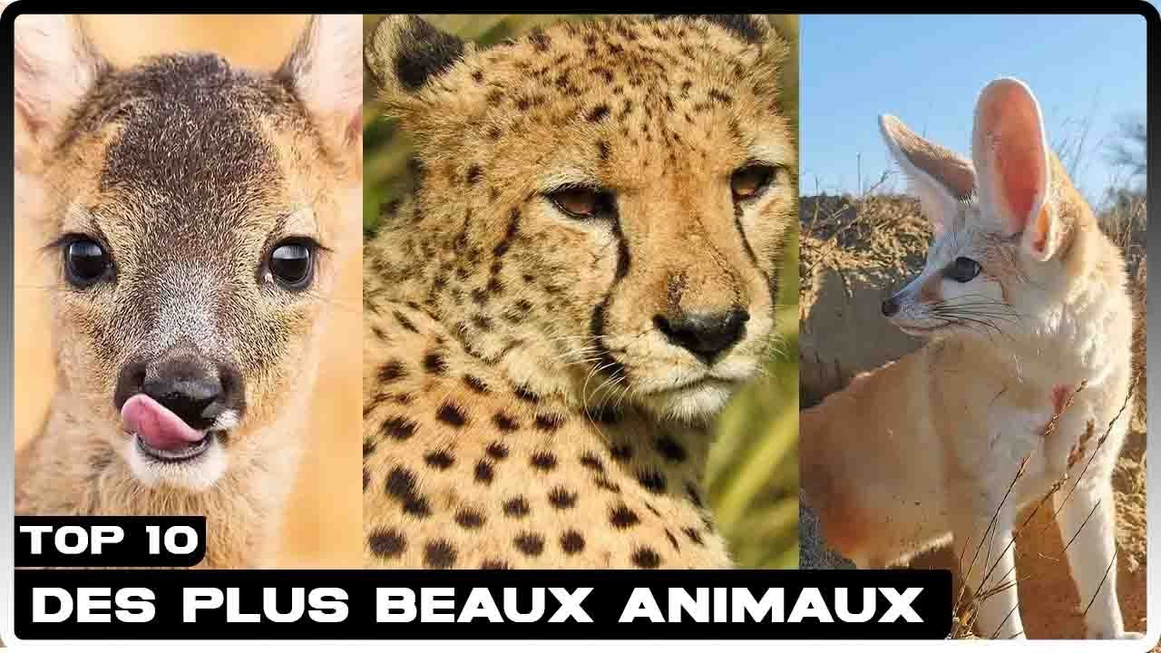 TOP 10 des plus beaux animaux d'Afrique en voie de disparition