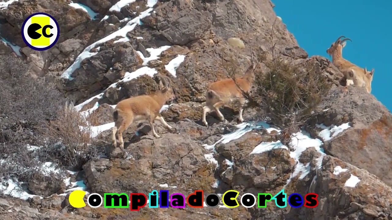 GOATS ON THE MOUNTAIN SLOW MOTION