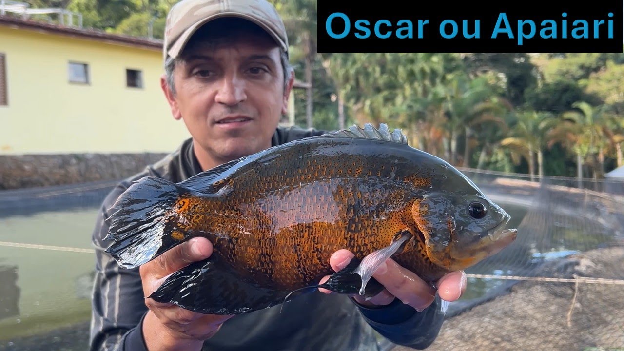 Peixes Nativos do Brasil!! Oscar ou Apaiari