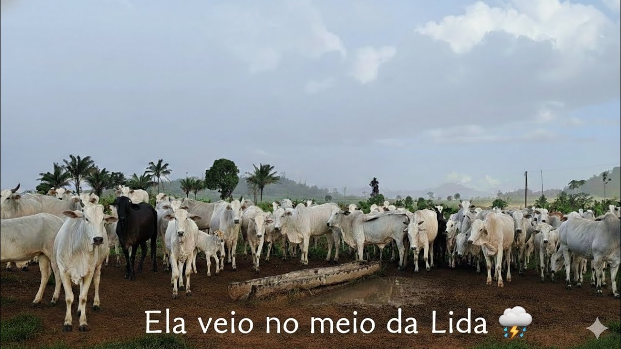 Fui medicar a bezerra e olha o que aconteceu! ⛈️