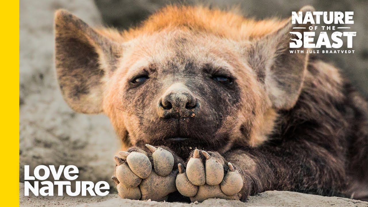 Everything You've Learned About Hyenas Might Be A Lie | Nature of the Beast | Love Nature