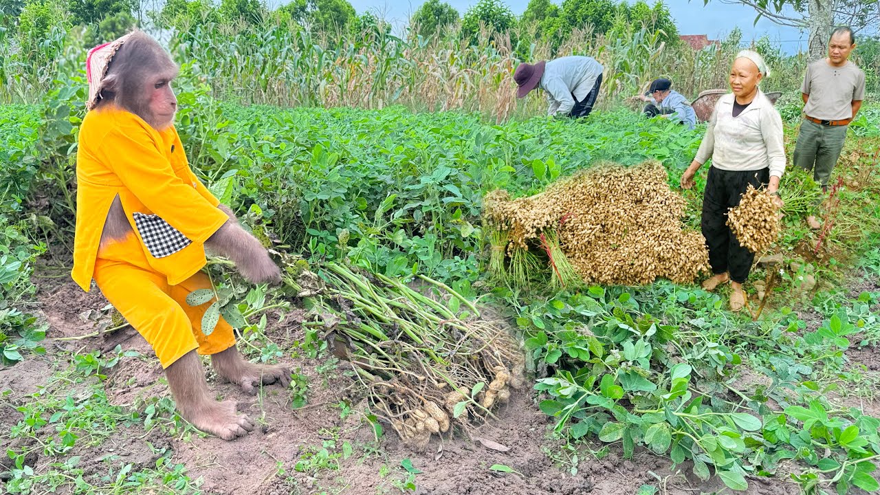 Enlist CUTIS Farmers Harvest -  Go Market Sell ! Best Full Video