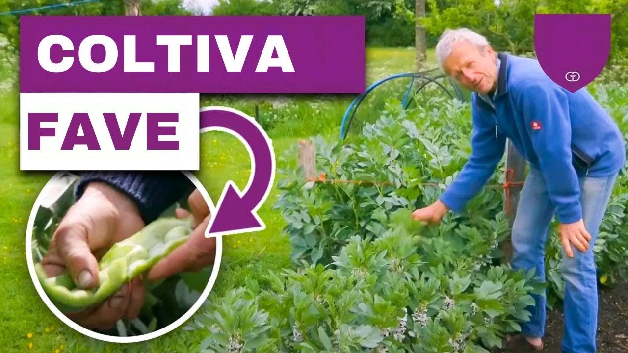 Il Segreto per Raccolte Abbonanti di Fave tutto l’Anno!