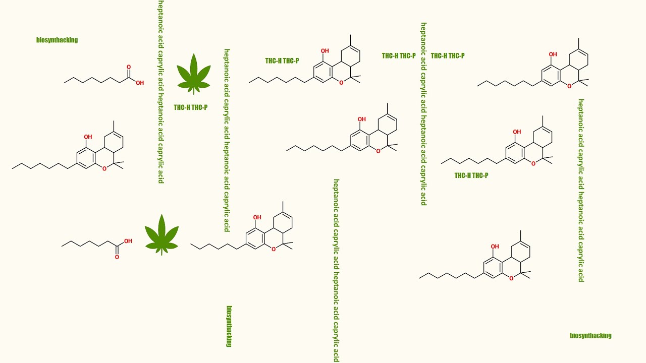 THC-H THC-P total biosynthesis (biosynthacking). &Delta;9-THCP, THCH, THCP...
