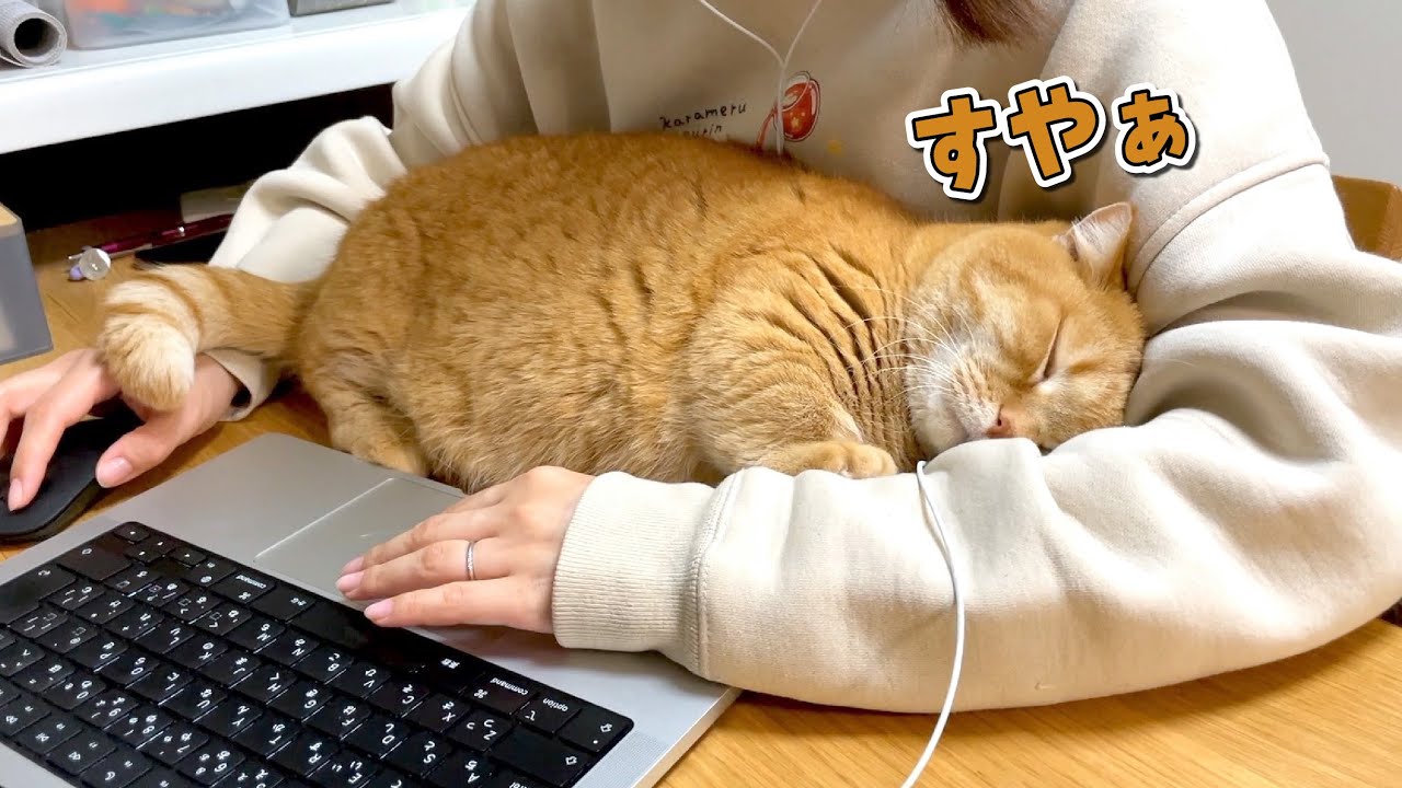 徹夜で仕事していたら腕の中で愛猫が寝ちゃいました！