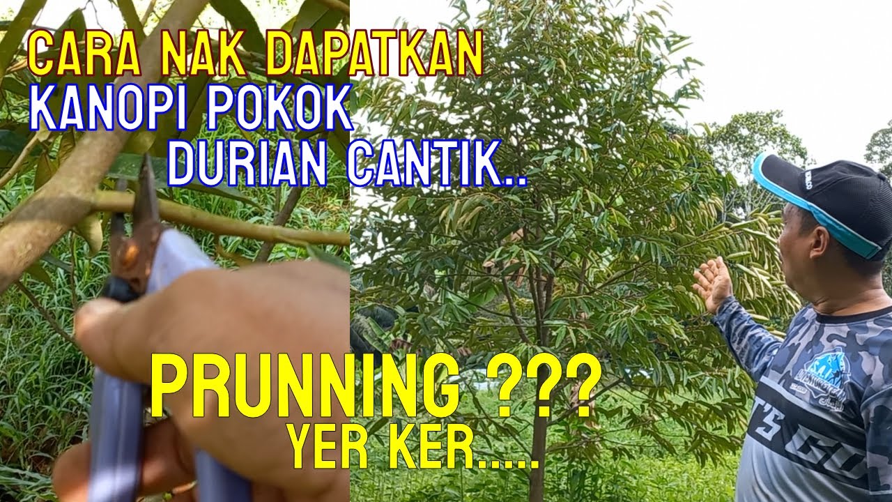 CARA NAK DAPATKAN KENOPI POKOK DURIAN CANTIK | INI CARANYA | EP 68