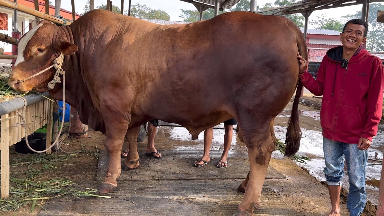 LANGSUNG LAKU 240 JUTA‼️SAPI HASIL ANAKAN SENDIRI JUARA 1 KONTES‼️