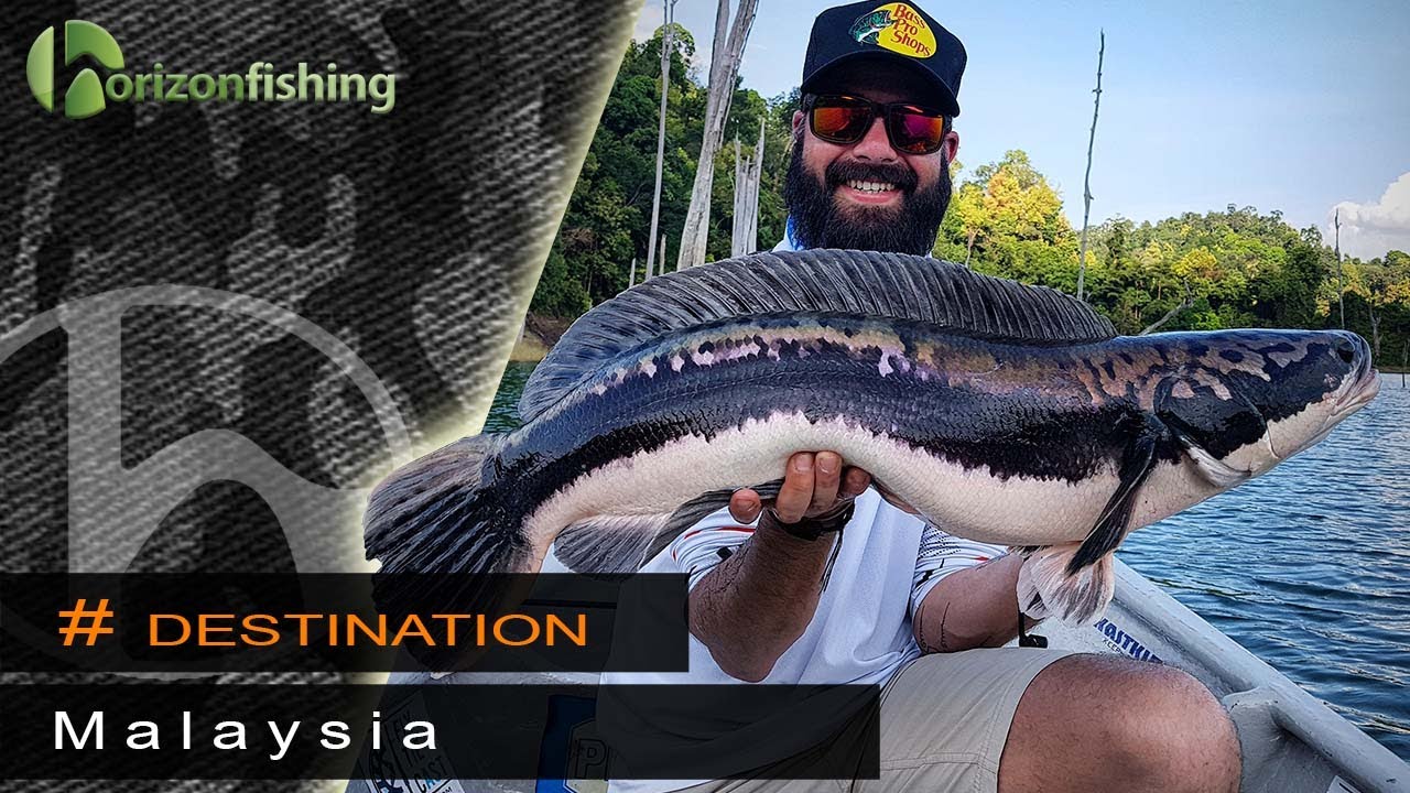 Malaysia : Giant Snakehead Toman fishing