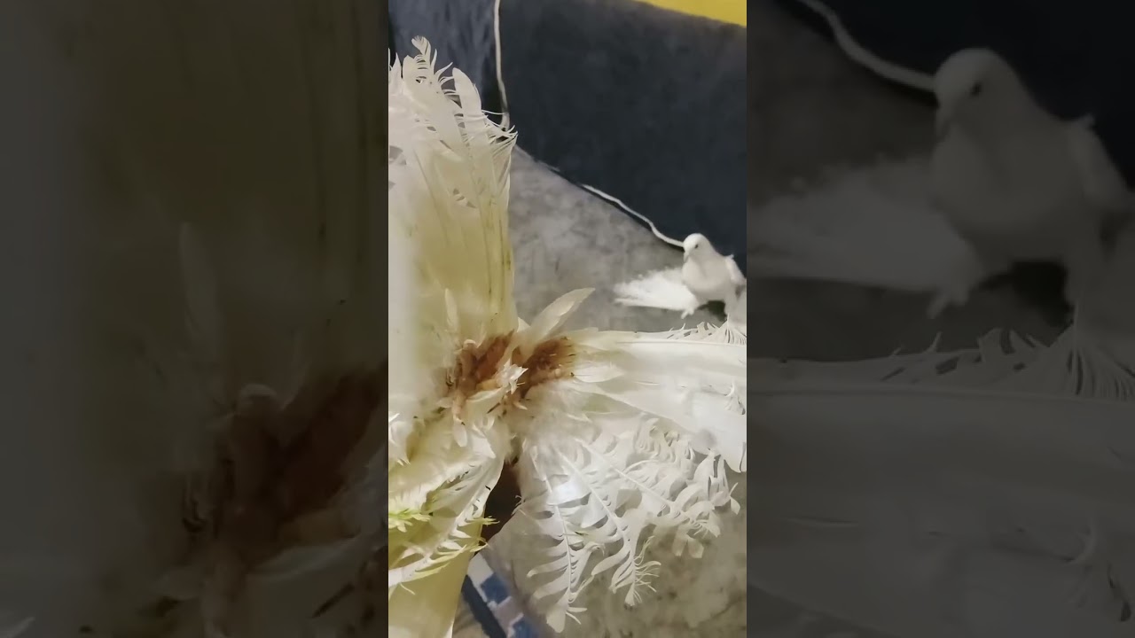 Северокавказские бойные космачи  ,