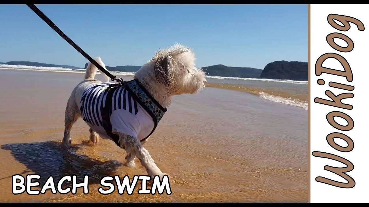 Malshi Dogs beach swim , Wookidog the Maltese Shih Tzu mix |4K Dog Walking Video