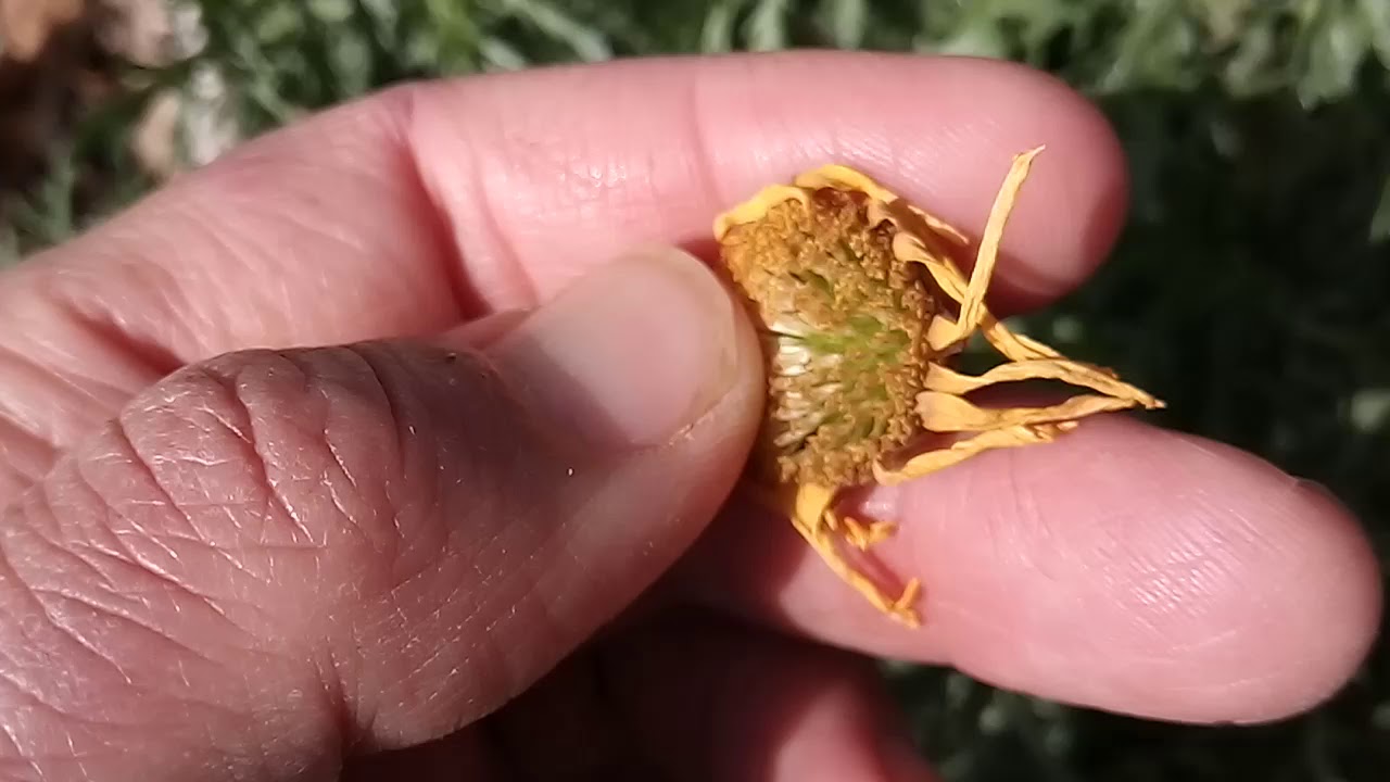 DIVERSIDAD DE PLANTAS PARA NUESTROS PÁJAROS (y alguna nueva adquisición)