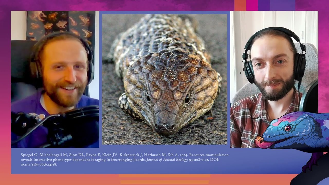 218 How sleepy lizards win with personality