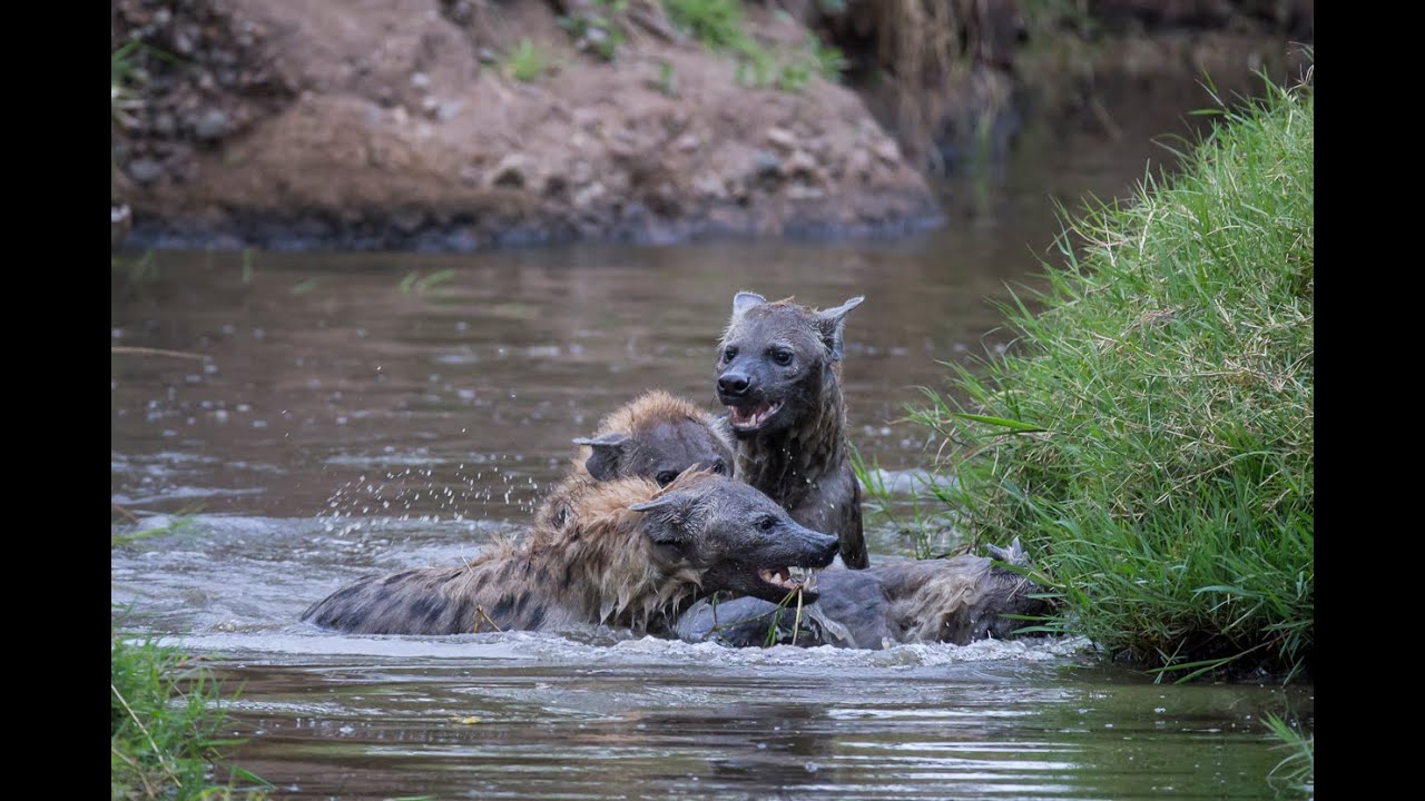 Hyenas fighting in water