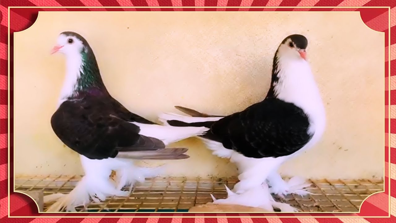 Lahori siraji fentail kabuter fancy pigeons satin kabuter top quality available sell❤️🤗😍