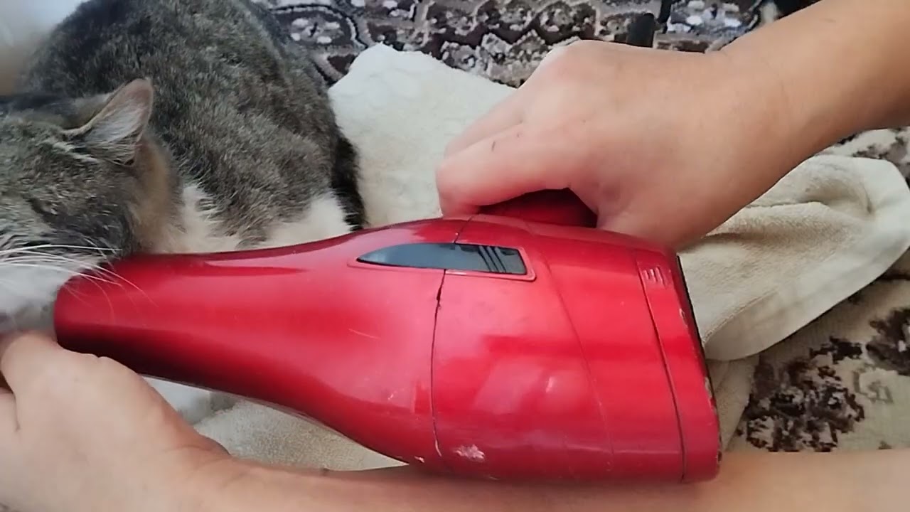 Cats Vibe