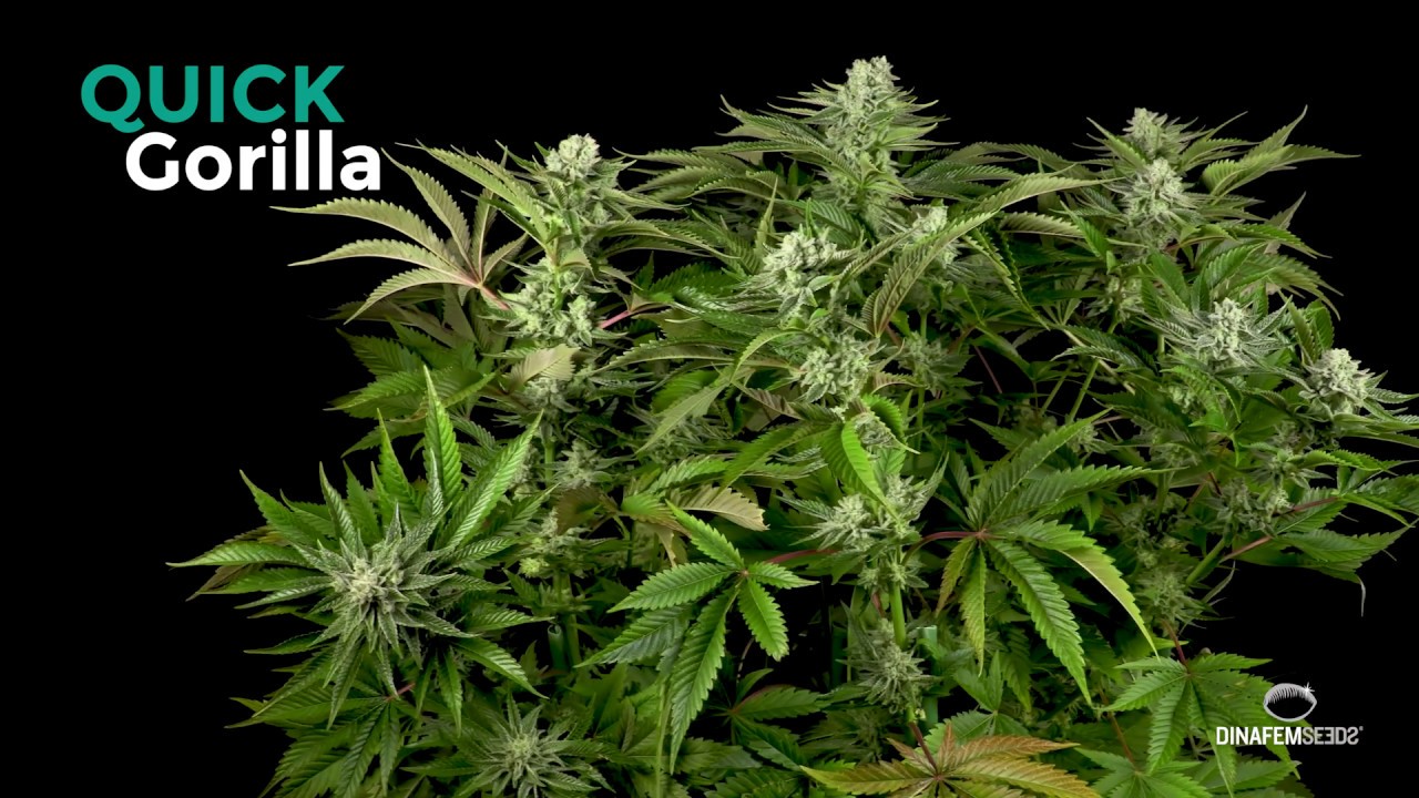 Variedad feminizada Quick Gorilla