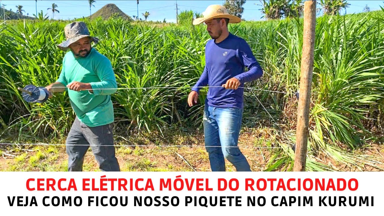 Fazendo piquete com estaca de eucalipto tratado e cerca elétrica móvel com capim BRS Kurumi