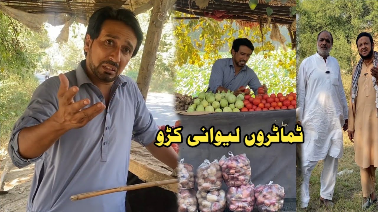 Tomatero Lewani Kro | Pashto Funny Video New Drama Kaliwal Vines 2025