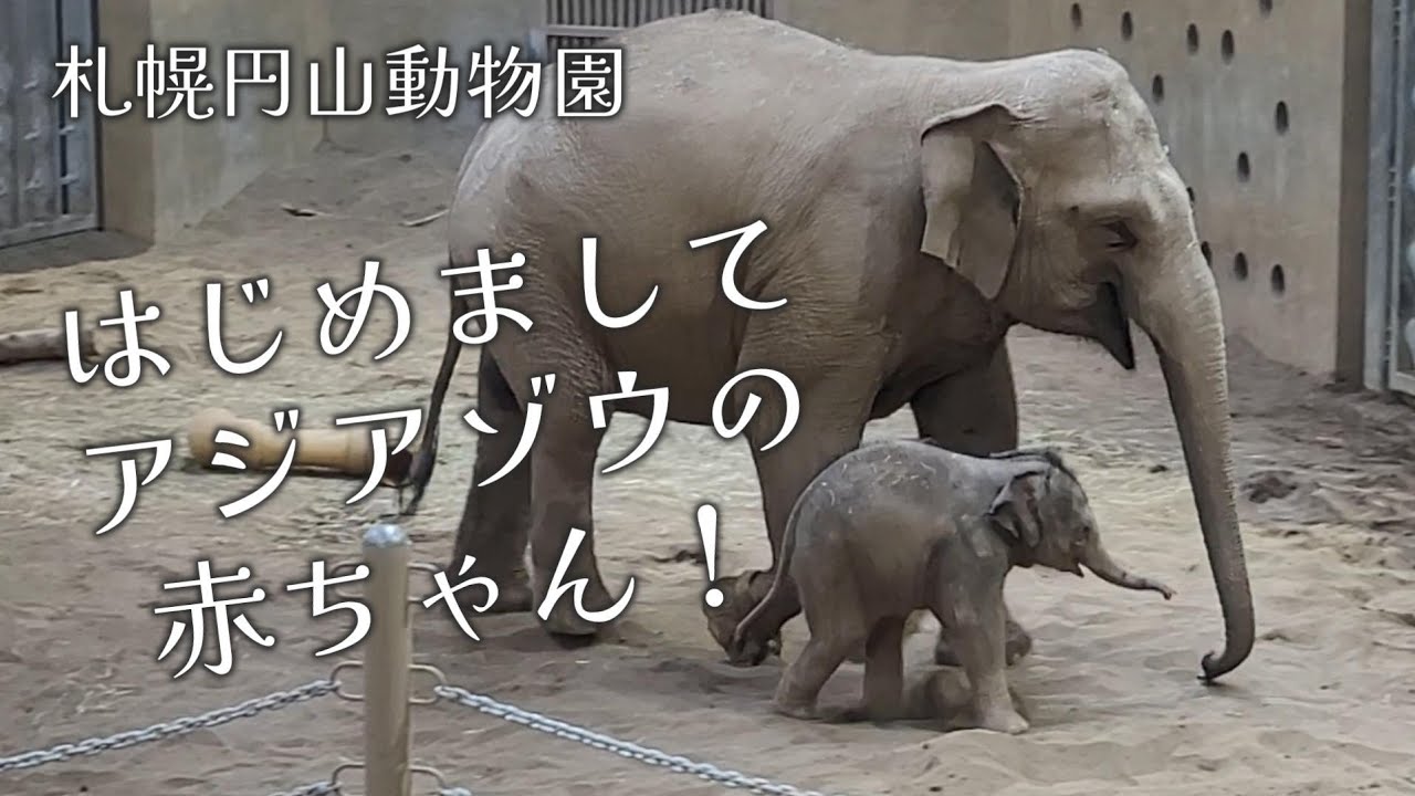 かわいい赤ちゃんゾウに会える円山動物園　アジア象　パールとシーシュBABY