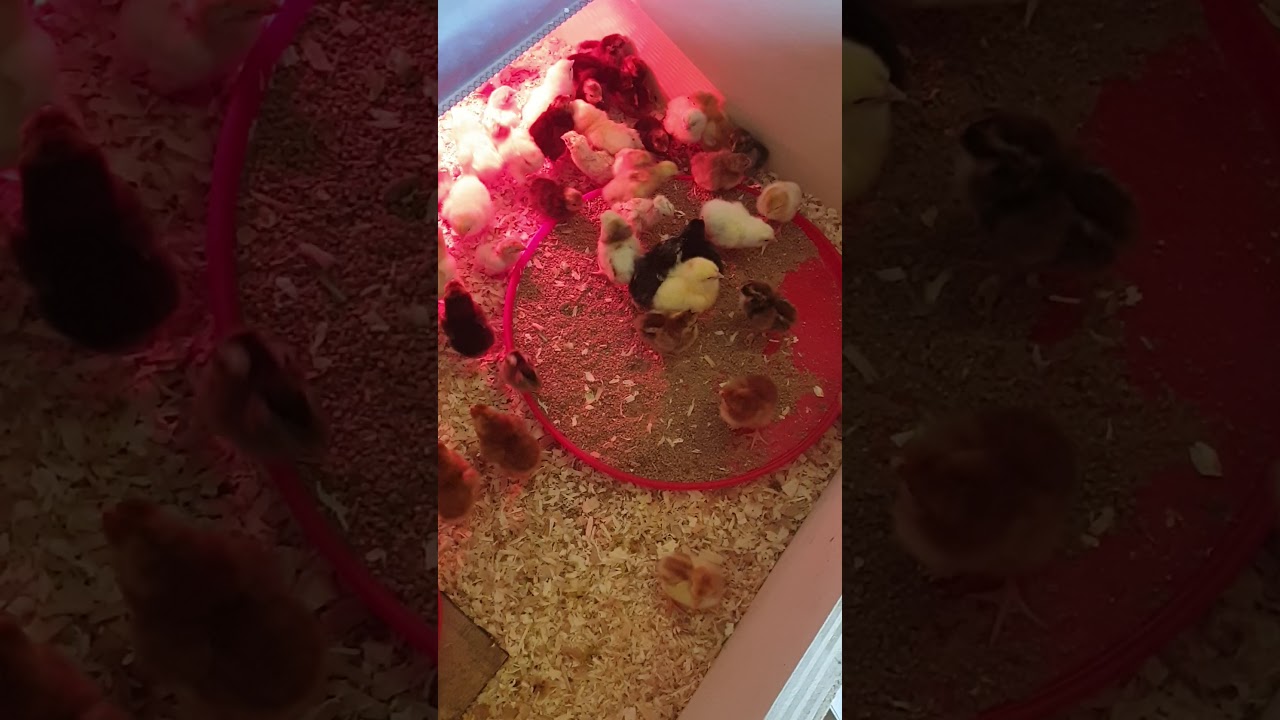 Réaliser soi même une éleveuse à poussins