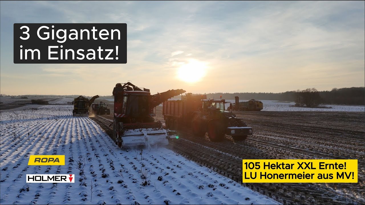 3 Giganten im Einsatz! 🚩 Zuckerrüben-Ernte XXL in Mecklenburg-Vorpommern #landwirtschaft