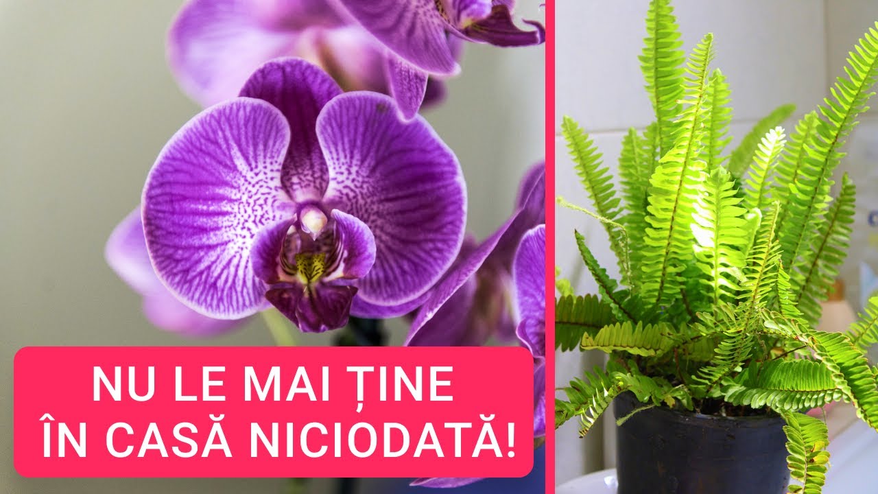 Plante de camera care nu trebuie ținute  in casa | Traieste sanatos