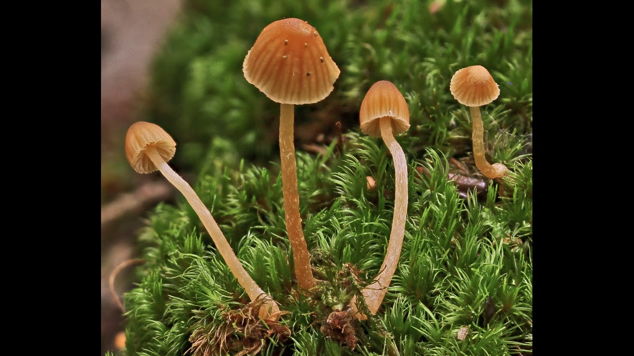 Galerina cerina