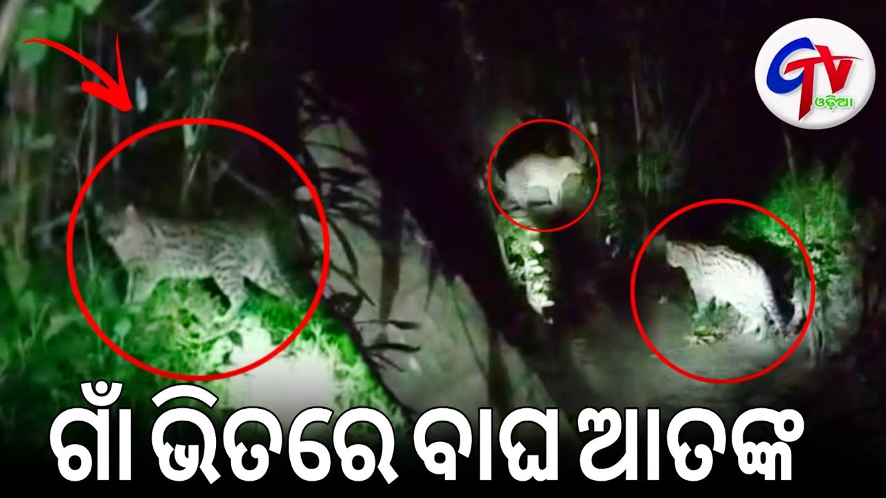Odisha: ଗାଁ ଭିତରେ ବାଘକୁ ଦେଖି ଆତଙ୍କିତ ହୋଇପଡ଼ିଲେ ଗ୍ରାମବାସୀ । ଶେଷରେ ଯାହା ହେଲା......