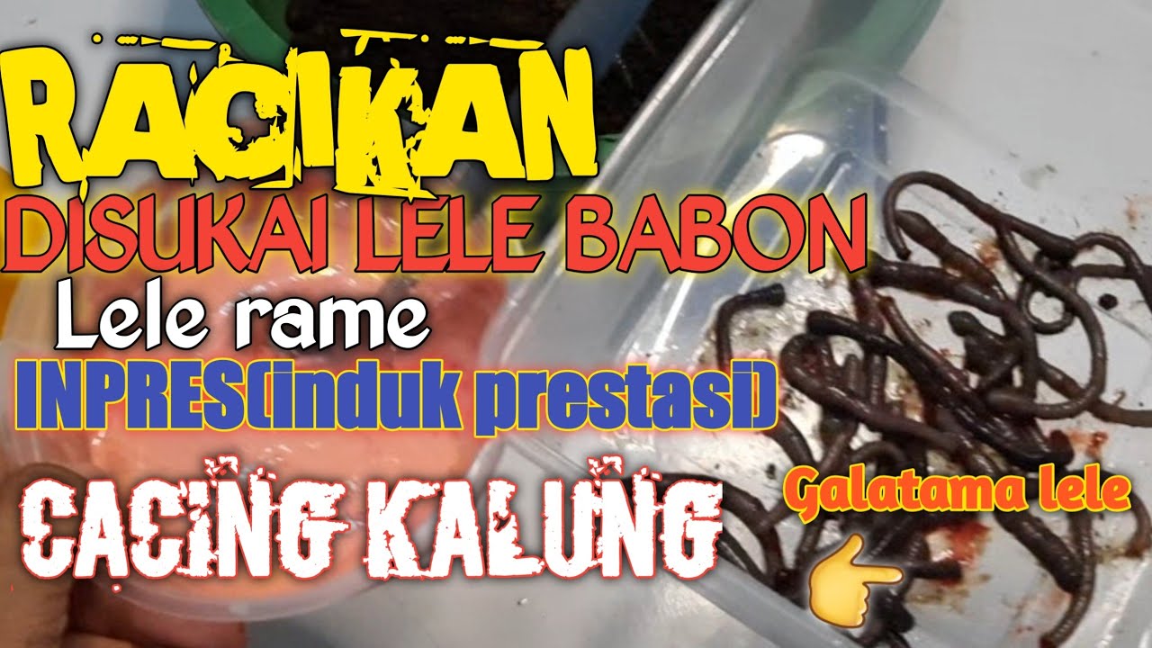 RACIKAN CACING KALUNG !! umpan jitu galatama lele ??JUARA INDUK PRESTASI  #umpanikanlele #umpanjitu