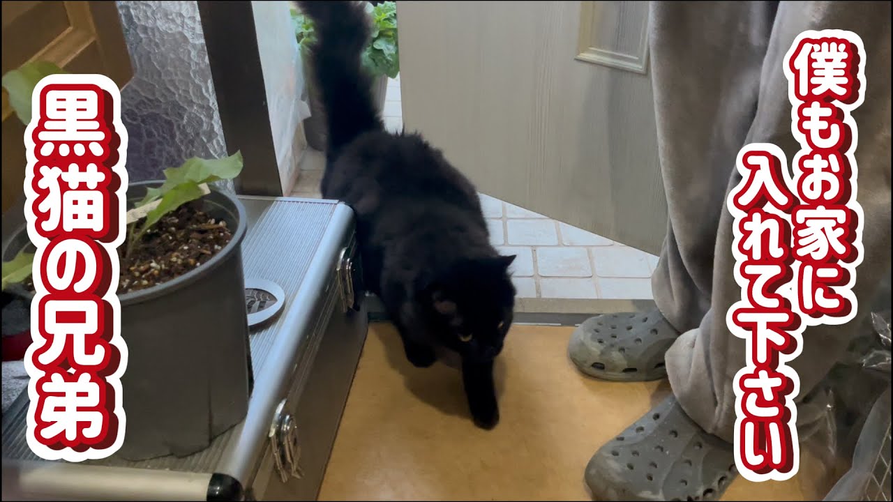 【保護猫】僕もお家に入る…３匹の黒猫　第１話