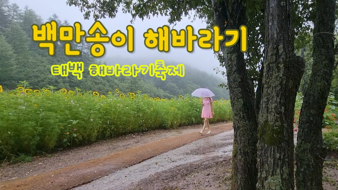 구와우마을 해바라기축제 & 구문소