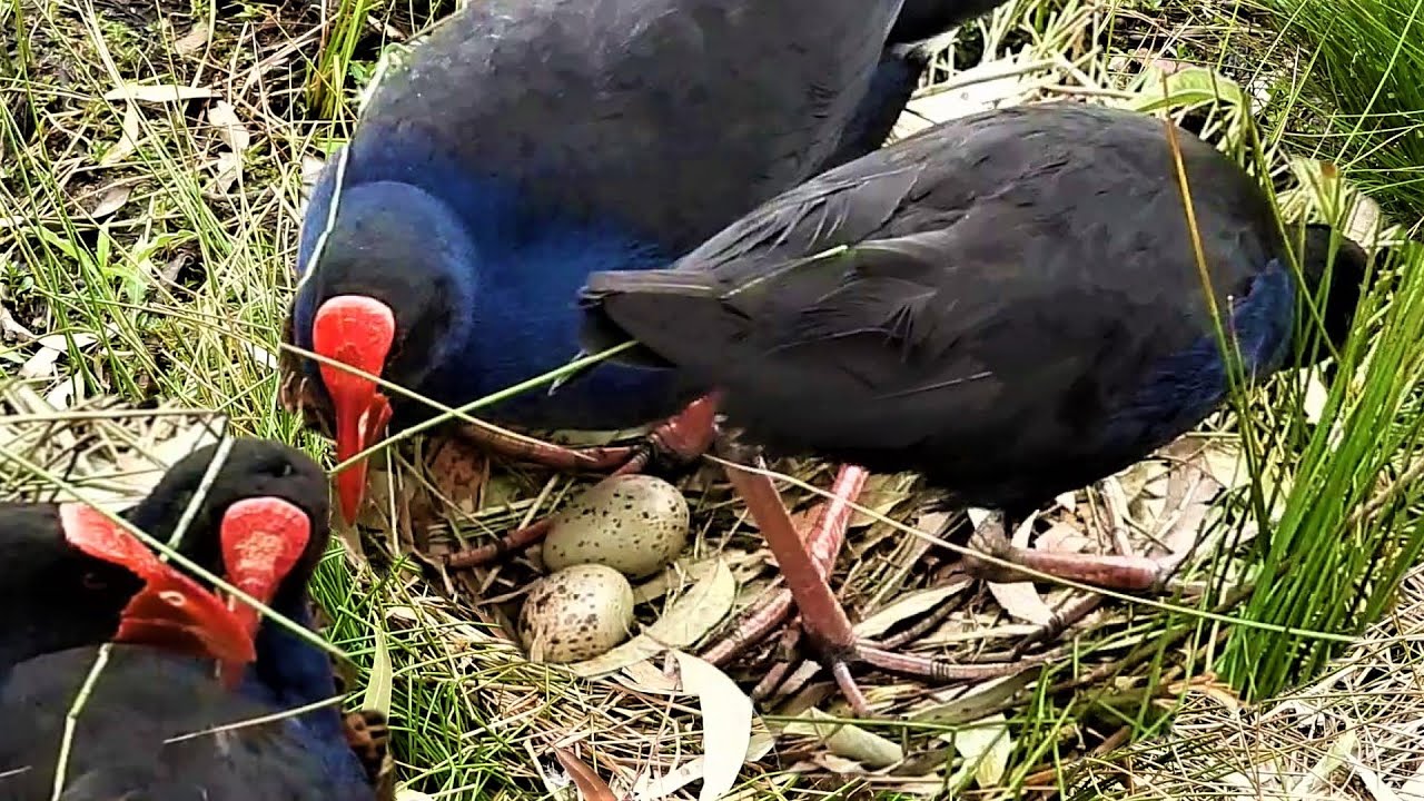 Bird Nest. Birds Taking Turns Sitting On The Eggs. Wildlife and Nature