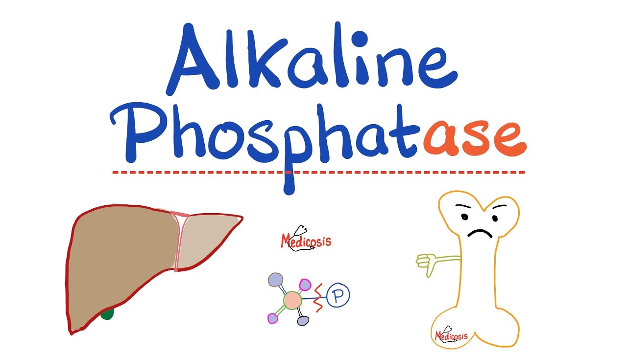 Alkaline Phosphatase (ALP) | Lab Test 🧪