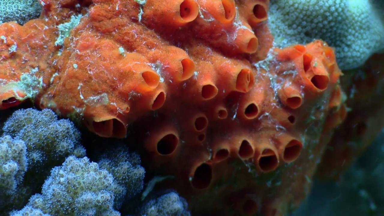 La Fuerza del Mar - Mares de Chile