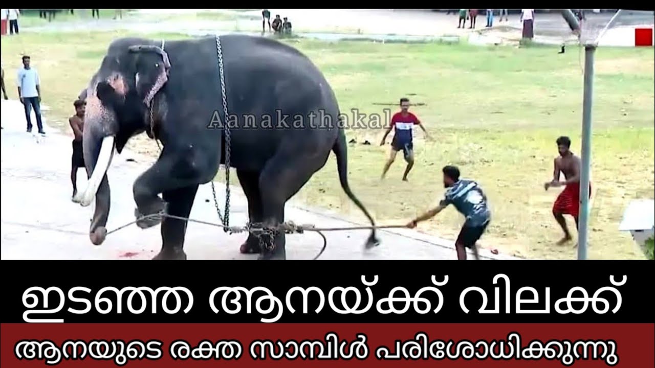 ഇടഞ്ഞ ആനയ്ക്കു പണി കിട്ടി, ആനയെ പുറത്തിറങ്ങാൻ പറ്റില്ല | Elephant attack kerala 2025