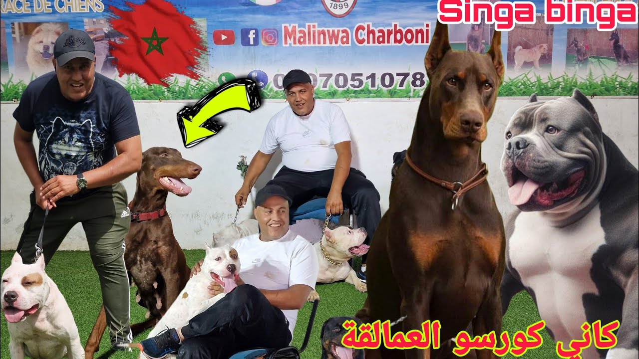 زيارة مفاجأة عند عمر دريوش مع احسن انواع الكلاب الحراسة وشراس #doberman #canecorso وجمالك جمال