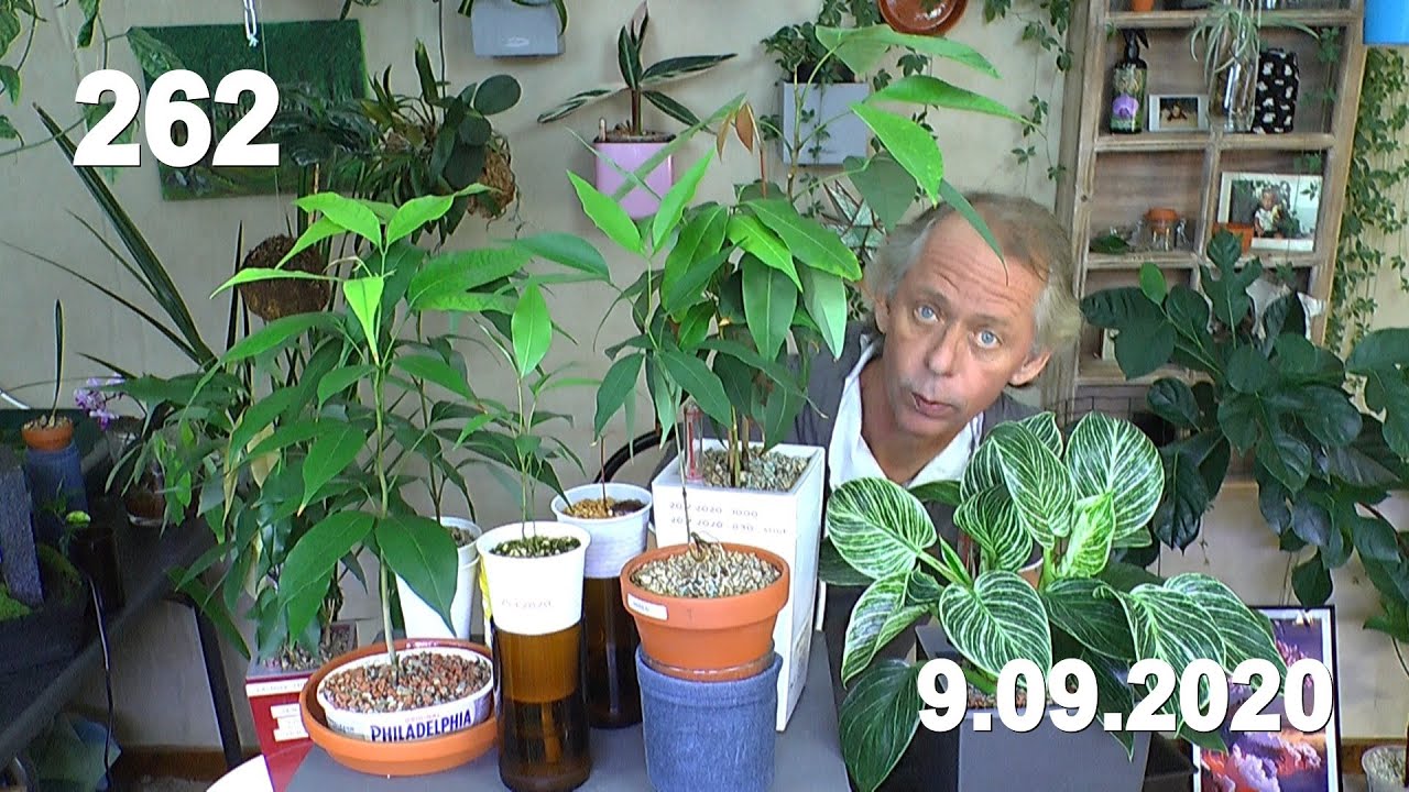 Litschi Anzucht Pflege und Vermehrung durch Samen. Meine Erfahrungen mit den Litschi