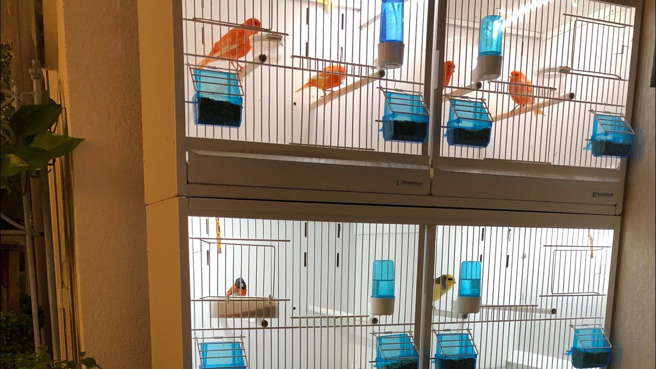 Led et nouveaux oiseaux