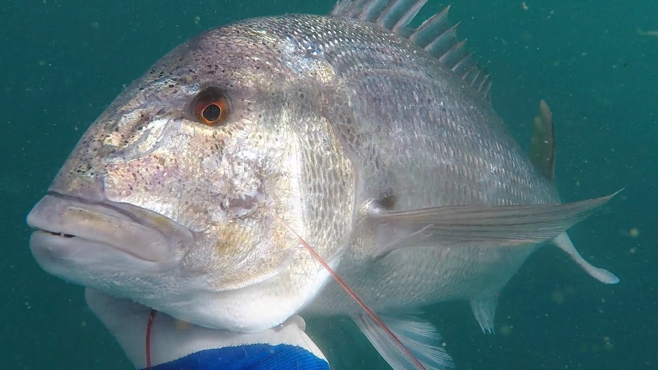 PESCA SUBMARINA DESDE COSTA: OTOÑO EN EL ESTRECHO DE GIBRALTAR