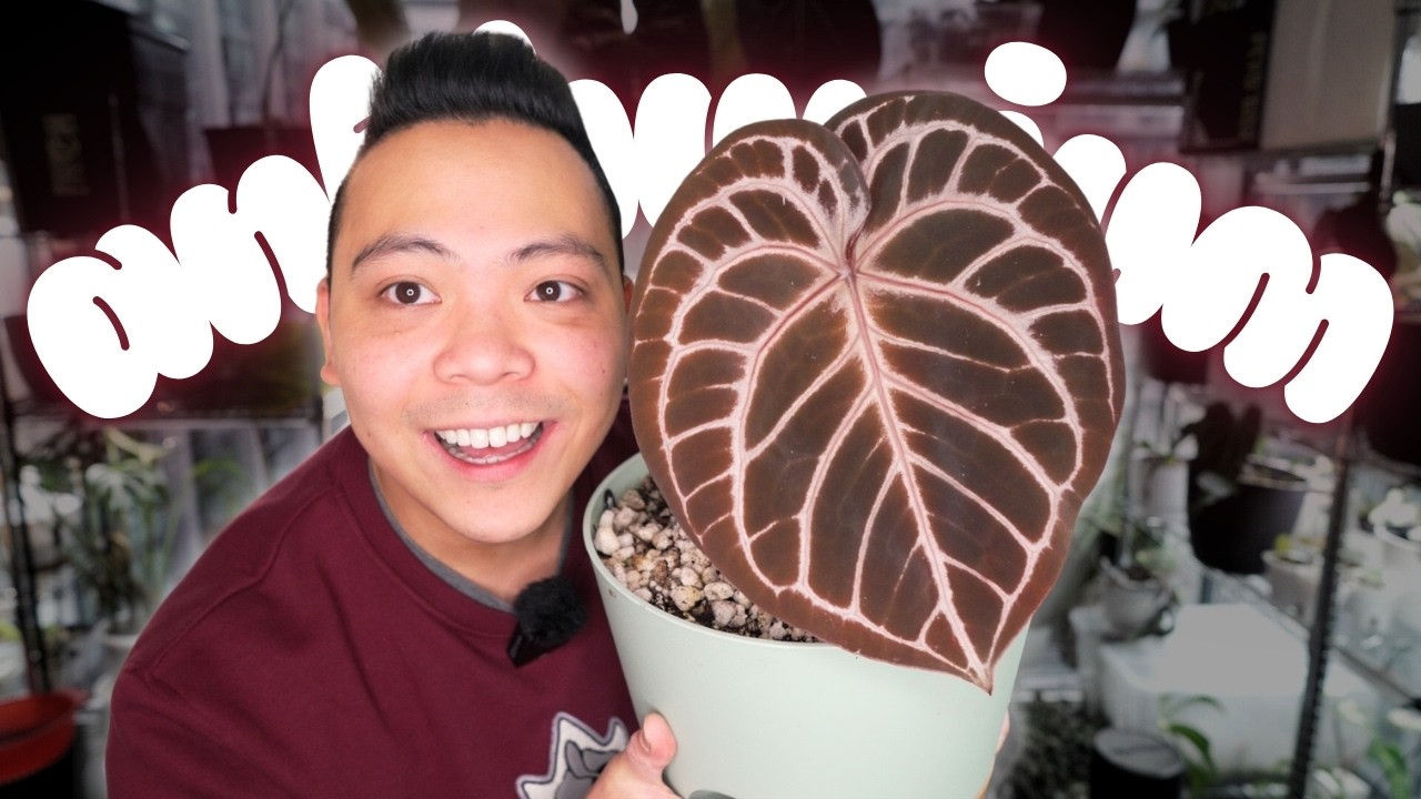 🌱 my FAVOURITE ANTHURIUMS 😍 plants I love ❤️ 