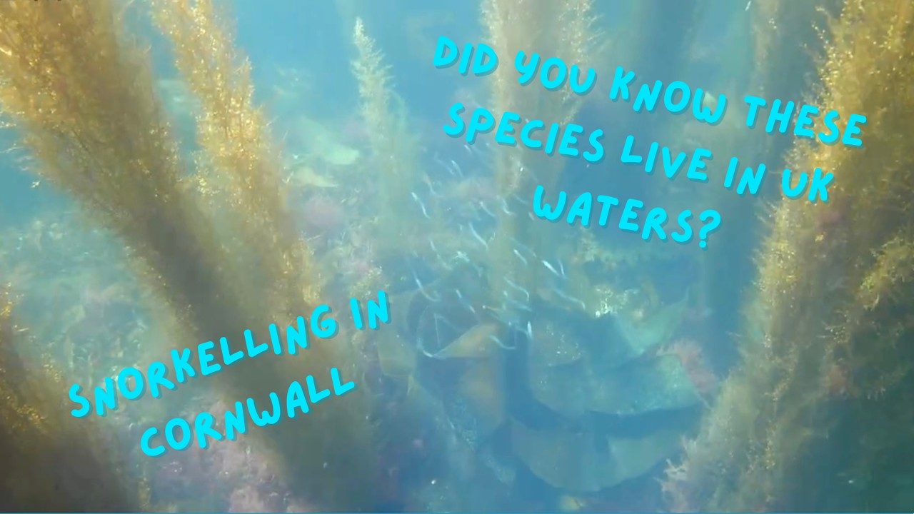 Snorkelling in Cornwall: What lives beneath the waves at Hannafore, Looe