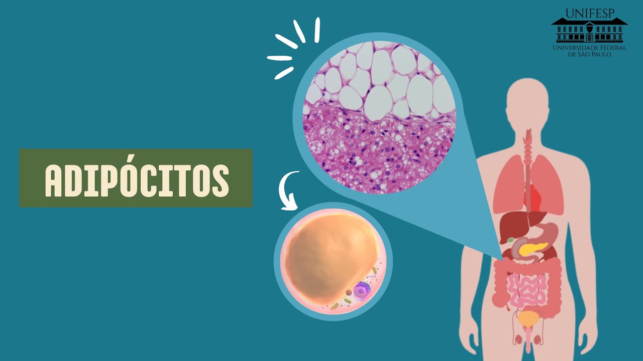 COMO OS ADIP&Oacute;CITOS FUNCIONAM NO CORPO HUMANO?