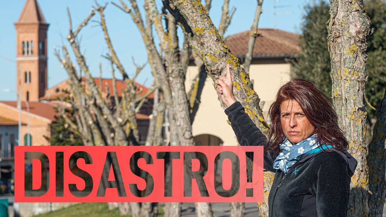 CAPITOZZARE GLI ALBERI. CHE DISASTRO 😡 Come NON potare