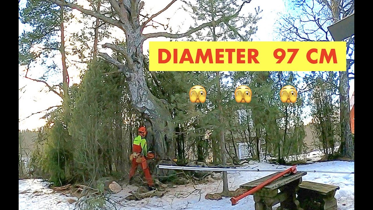 Kuollut hirviö koivu. Big Dead Monster Birch. Husqvarna 572 xp. @Akujelppi