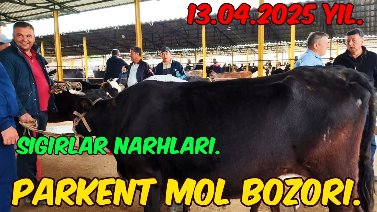 Toshkent vil, Parkent tumani, Boyqozon qoʻrgʻoni, Chorva Mol Bozori, Sigirlar Narhlari.