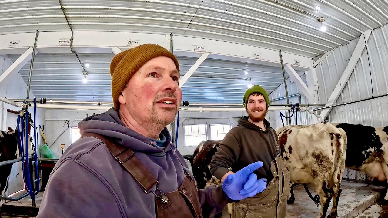 Milking feeding and chores