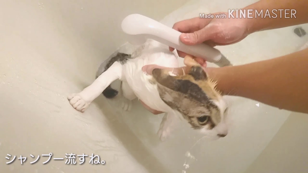 お風呂で暴れる猫のこまめを必死で洗う。