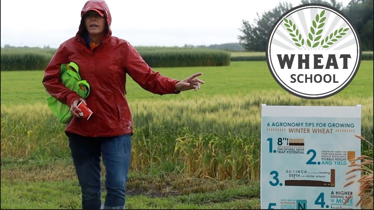 Wheat School: 5 steps to a better winter wheat crop