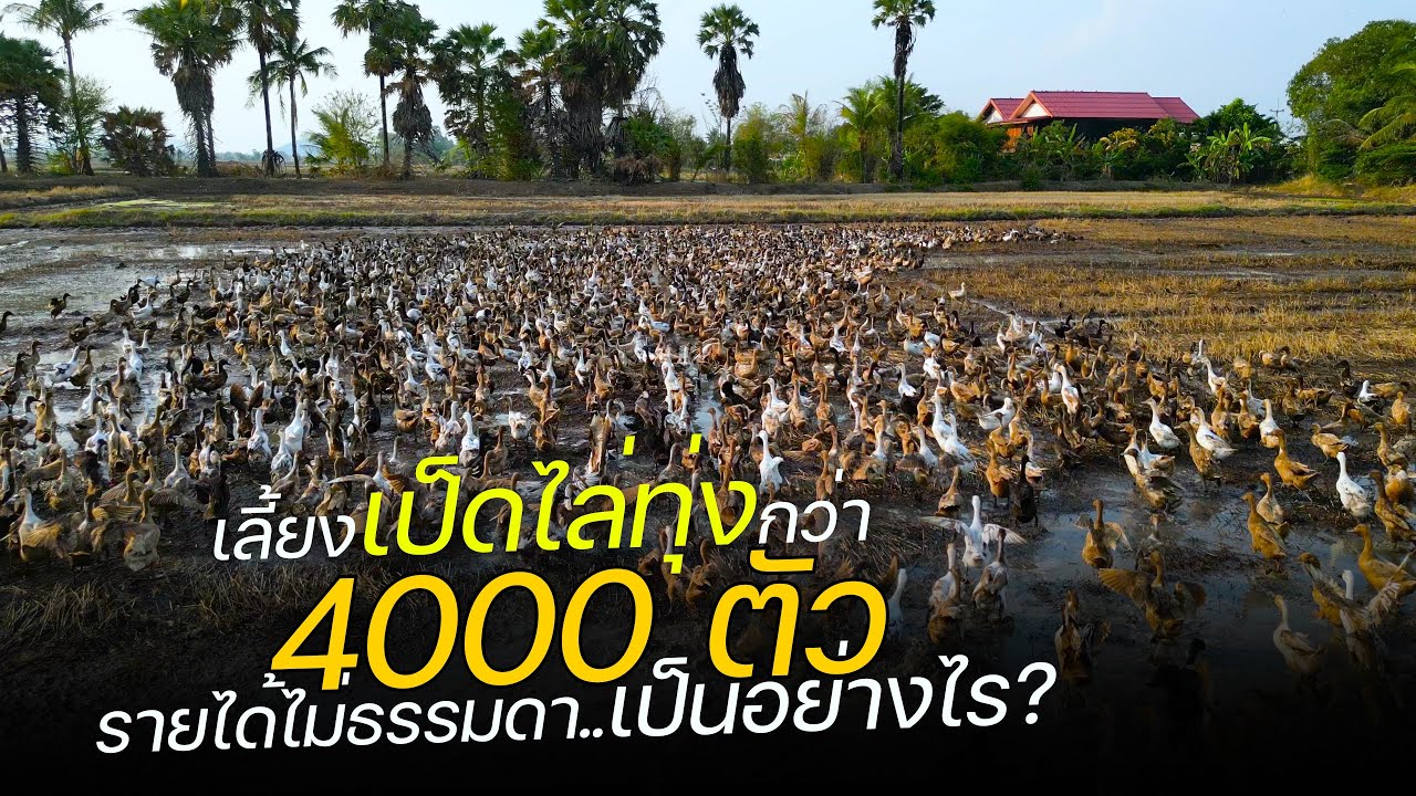 เลี้ยงเป็ดไล่ทุ่งกว่า 4000 ตัว สร้างรายได้ไม่ธรรมดาเป็นอย่างไร